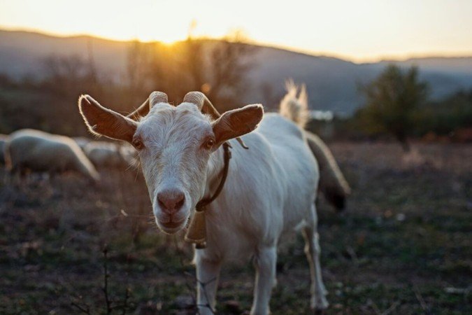 As cabras surpreendem com seu comportamento, inteligência e habilidades únicas (Imagem: KaanSezer | Shutterstock) - (crédito: EdiCase) As cabras surpreendem com seu comportamento, inteligência e habilidades únicas (Imagem: KaanSezer | Shutterstock) - (crédito: EdiCase)