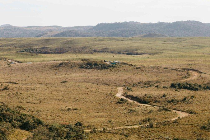 Apenas 12% do Pampa é composto por áreas florestais - (crédito: Jonathan Borba/Pexels) Apenas 12% do Pampa é composto por áreas florestais - (crédito: Jonathan Borba/Pexels)