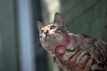 'Não se trata apenas de achar um animal engraçado ou bonitinho. É sobre como isso nos faz sentir, e como queremos que os outros se sintam também', destaca uma das autoras do estudo -  (crédito:  AFP)