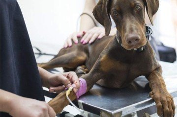  Em muitos casos, é possível cadastrar o animal como doador voluntário para ele ser acionado quando houver necessidade
 -  (crédito: Reprodução/ Pinterest )