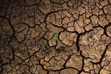Mudas podem ser preservadas diante de mudanças climáticas
 -  (crédito: Divulgação)