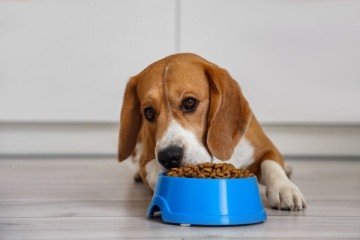 Equilíbrio da microbiota promove saúde digestiva e imunológica em pets - EdiCase