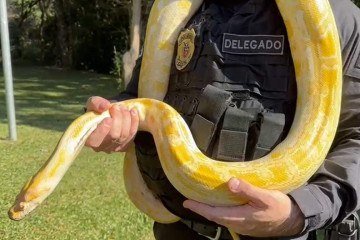 Entre as espécies apreendidas nos endereços dos investigados, os agentes encontraram animais que não são da fauna brasileira e algumas espécies ameaçadas de extinção -  (crédito: Divulgação/PCPR)