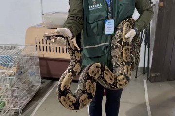 Esquema de tráfico internacional de animais silvestres e exóticos é descoberto após investigação de dois anos com agentes infiltrados
 -  (crédito: Divulgação/PCPR)