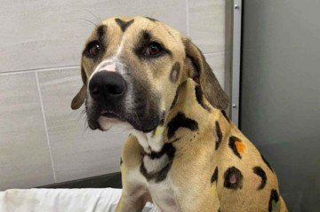 Cadela é abandonado em sol escaldante com seus nove filhotes -  (crédito: Arizona Humane Society)
