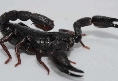 Escorpião Brotheas amazonicus -  (crédito: Divulgação/ Pedro Ferreira Bisneto/iNaturalist) -Escorpião Brotheas amazonicus -  (crédito: Divulgação/ Pedro Ferreira Bisneto/iNaturalist)