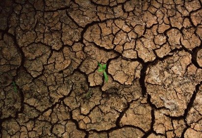 Mudas podem ser preservadas diante de mudanças climáticas
 -  (crédito: Divulgação) -Mudas podem ser preservadas diante de mudanças climáticas
 -  (crédito: Divulgação)