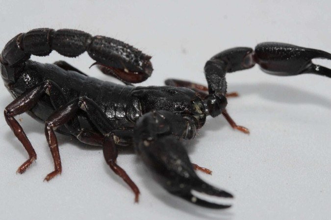 Escorpião Brotheas amazonicus - (crédito: Divulgação/ Pedro Ferreira Bisneto/iNaturalist) Escorpião Brotheas amazonicus - (crédito: Divulgação/ Pedro Ferreira Bisneto/iNaturalist)