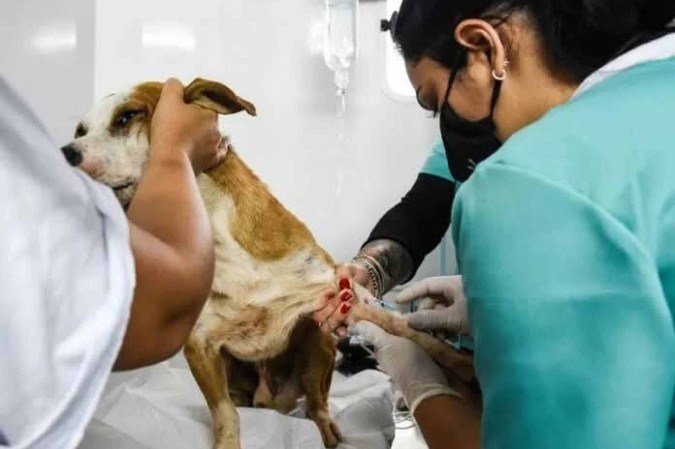 Edição contará com mil vagas para castração de cães e gatos em Taguatinga - (crédito: Divulgação/Sepan-DF) Edição contará com mil vagas para castração de cães e gatos em Taguatinga - (crédito: Divulgação/Sepan-DF)