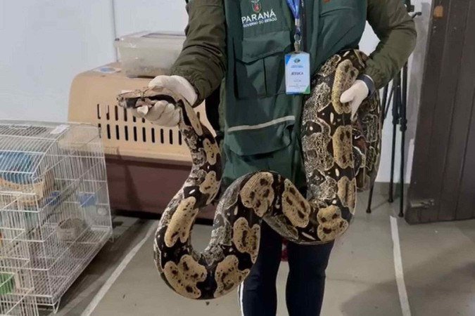 Esquema de tráfico internacional de animais silvestres e exóticos é descoberto após investigação de dois anos com agentes infiltrados
- (crédito: Divulgação/PCPR) Esquema de tráfico internacional de animais silvestres e exóticos é descoberto após investigação de dois anos com agentes infiltrados
- (crédito: Divulgação/PCPR)