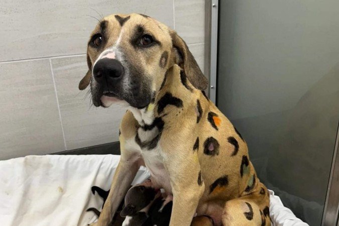 Cadela é abandonado em sol escaldante com seus nove filhotes - (crédito: Arizona Humane Society) Cadela é abandonado em sol escaldante com seus nove filhotes - (crédito: Arizona Humane Society)