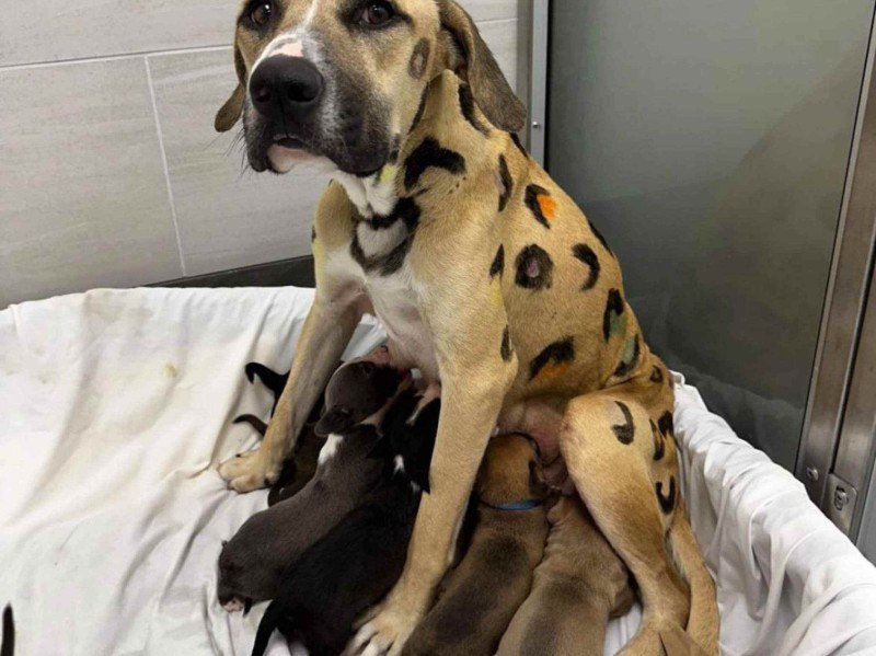 Cadela é abandonado em sol escaldante com seus nove filhotes -  (crédito: Arizona Humane Society)