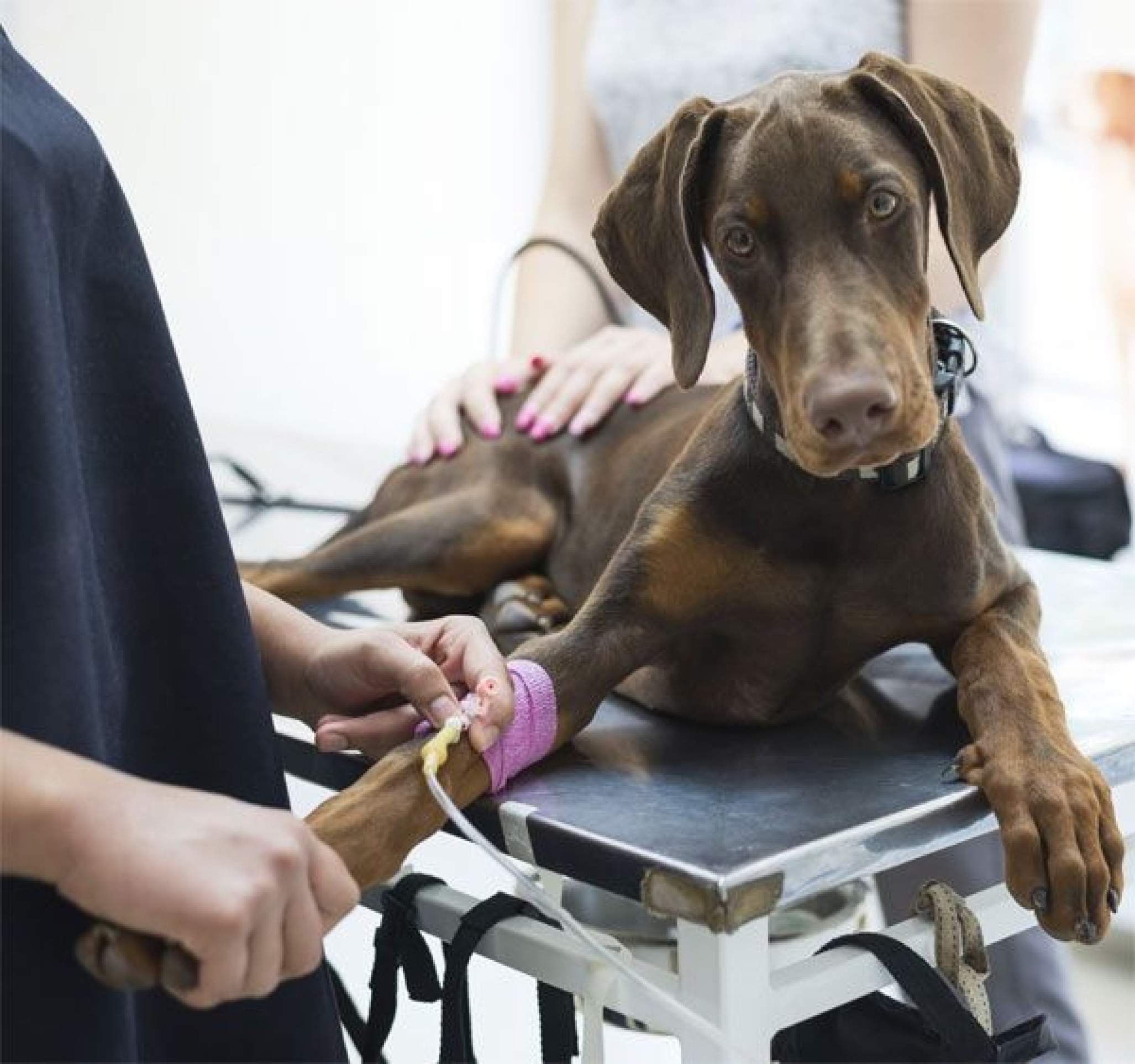 Junho Vermelho: saiba como cães e gatos podem salvar a vida de outros pets Junho Vermelho: saiba como cães e gatos podem salvar a vida de outros pets