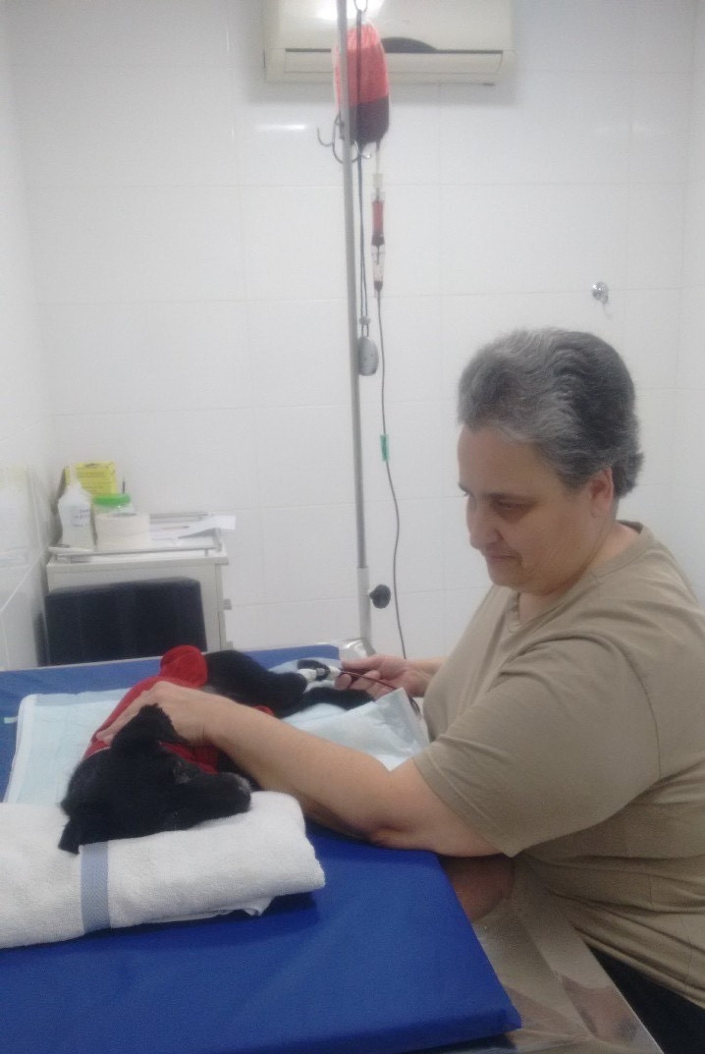 As transfusões recebidas por Layla não aconteceram do mesmo doador, mas a tutora conheceu todos os doadores por meio de fotos