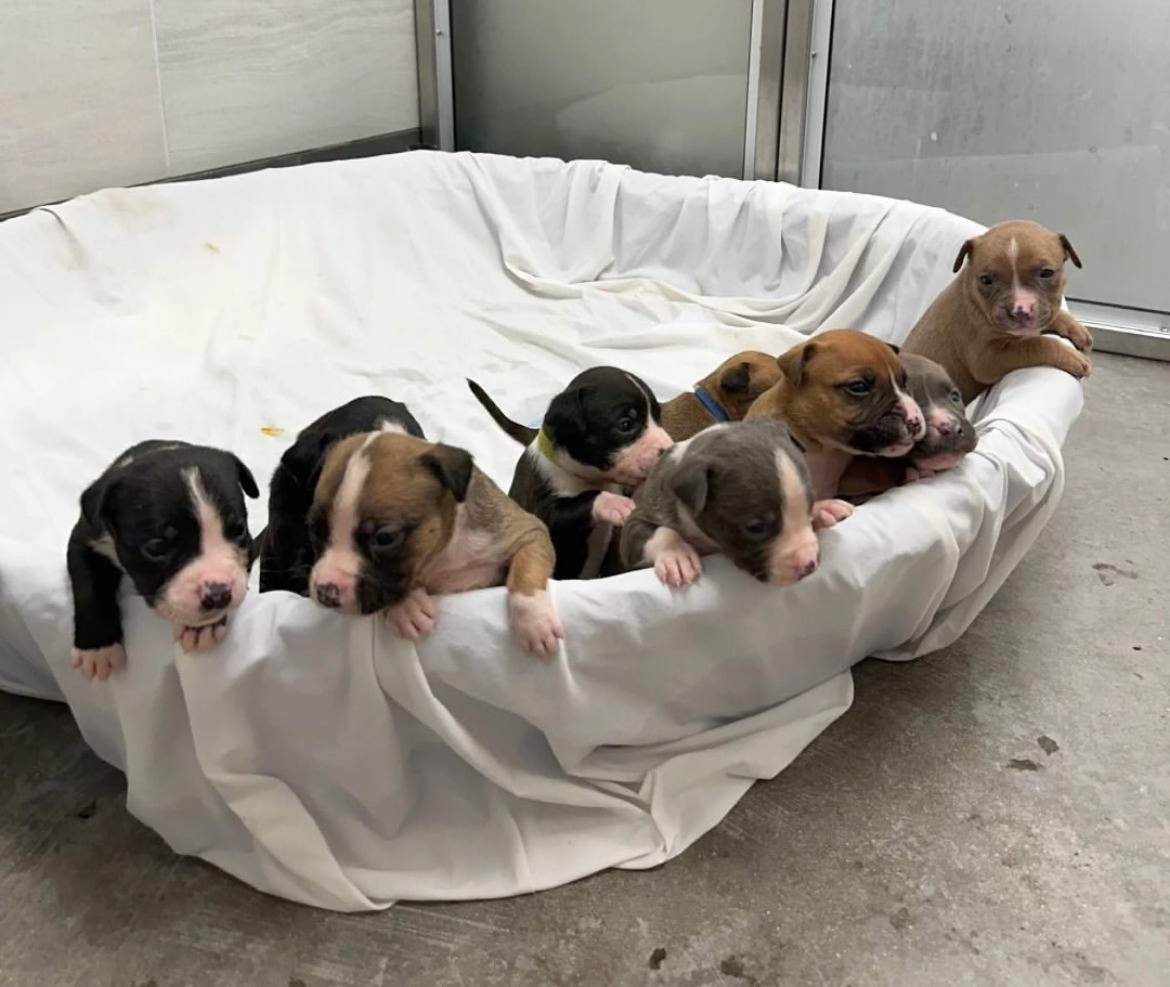 A mãe e os filhotes estão em recuperação em um abrigo de animais, no Arizona