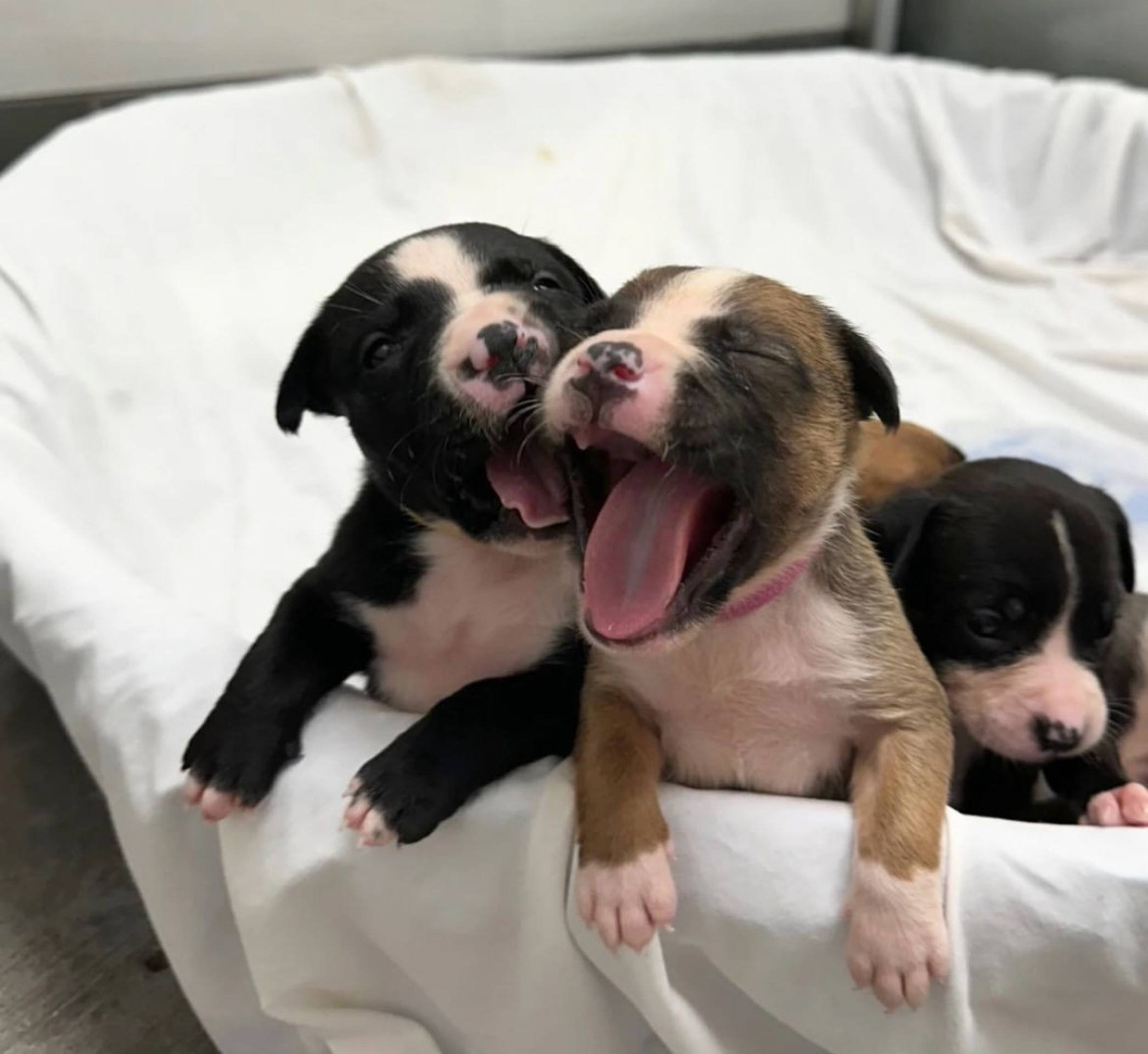 A mãe e os filhotes estão em recuperação em um abrigo de animais, no Arizona
