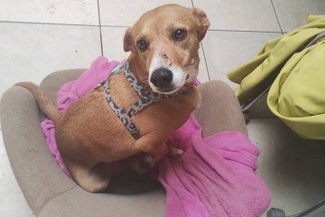 A cadelinha Lady