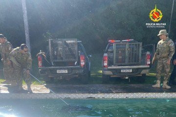 Os animais caíram na piscina e não conseguiram sair por conta própria -  (crédito: Divulgação/PMDF)