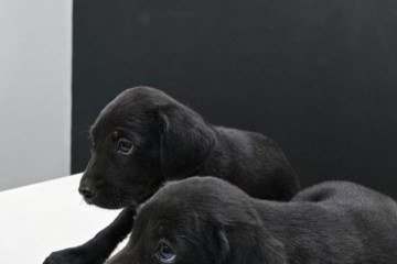 Os animais foram abandonados na frente de uma escola pública na Ponte Alta do Gama  -  (crédito: Divulgação/PCDF)