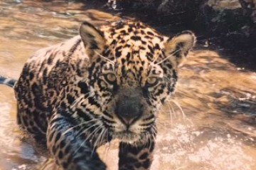 Sansão, a onça-pintada mais velha do mundo criada em cativeiro - (crédito: Reprodução/Vídeo/Instagram @nex_noextinction) Sansão, a onça-pintada mais velha do mundo criada em cativeiro - (crédito: Reprodução/Vídeo/Instagram @nex_noextinction)