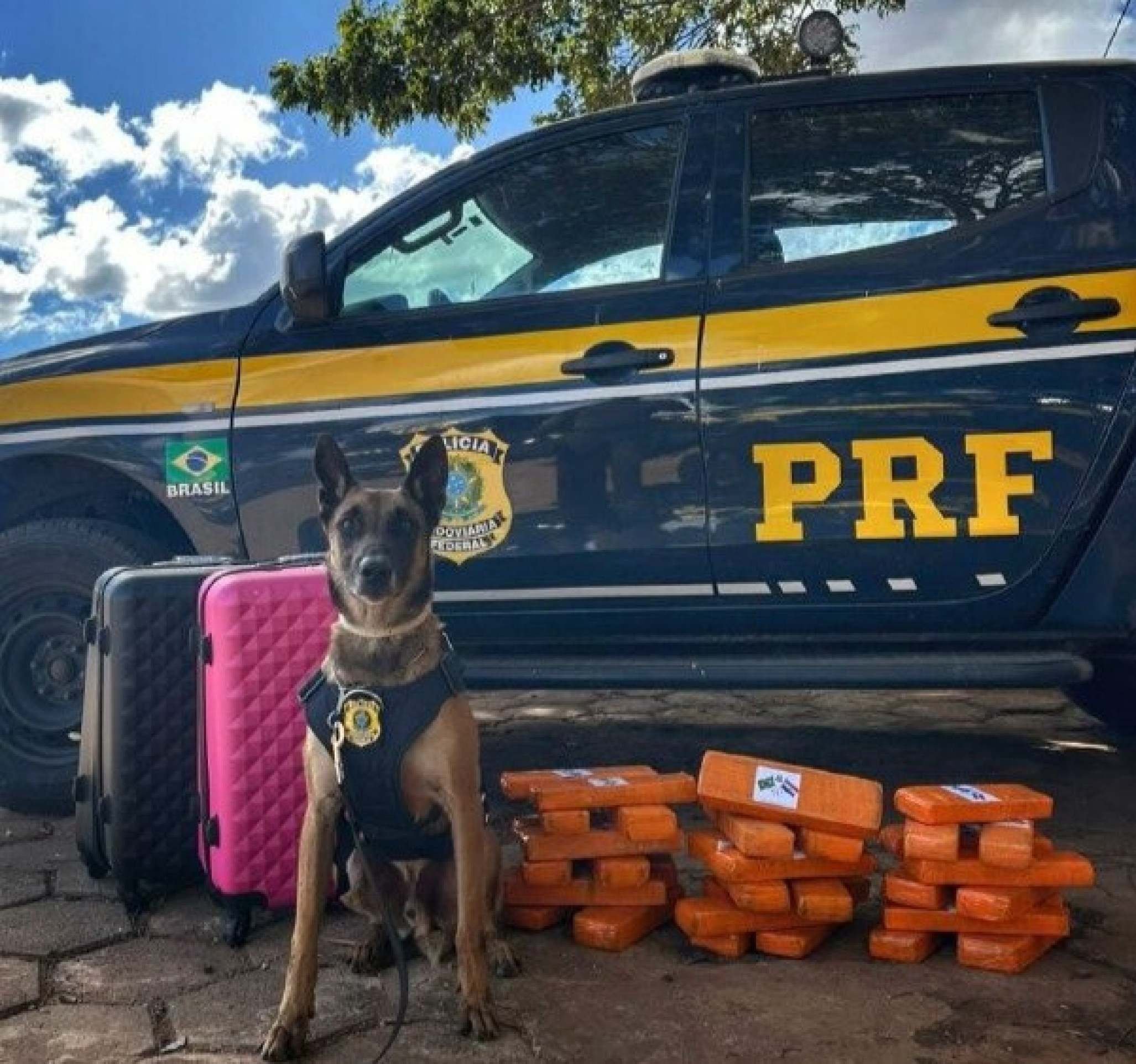 Mulher é presa em flagrante com 25kg de maconha em mala