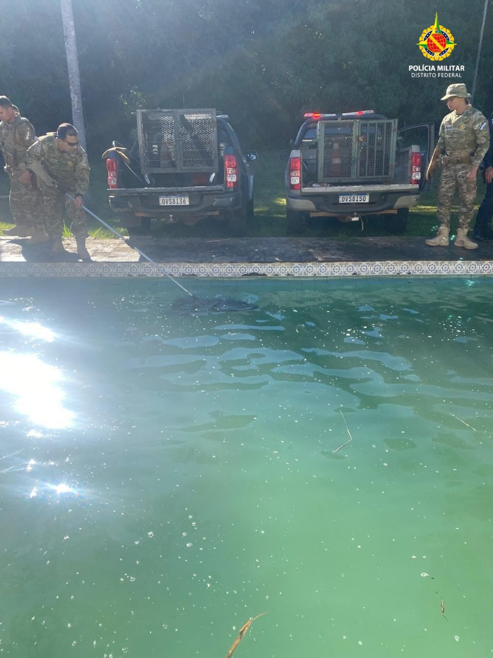 Seis capivaras são resgatadas em piscina de casa no Lago Sul; Veja vídeo
