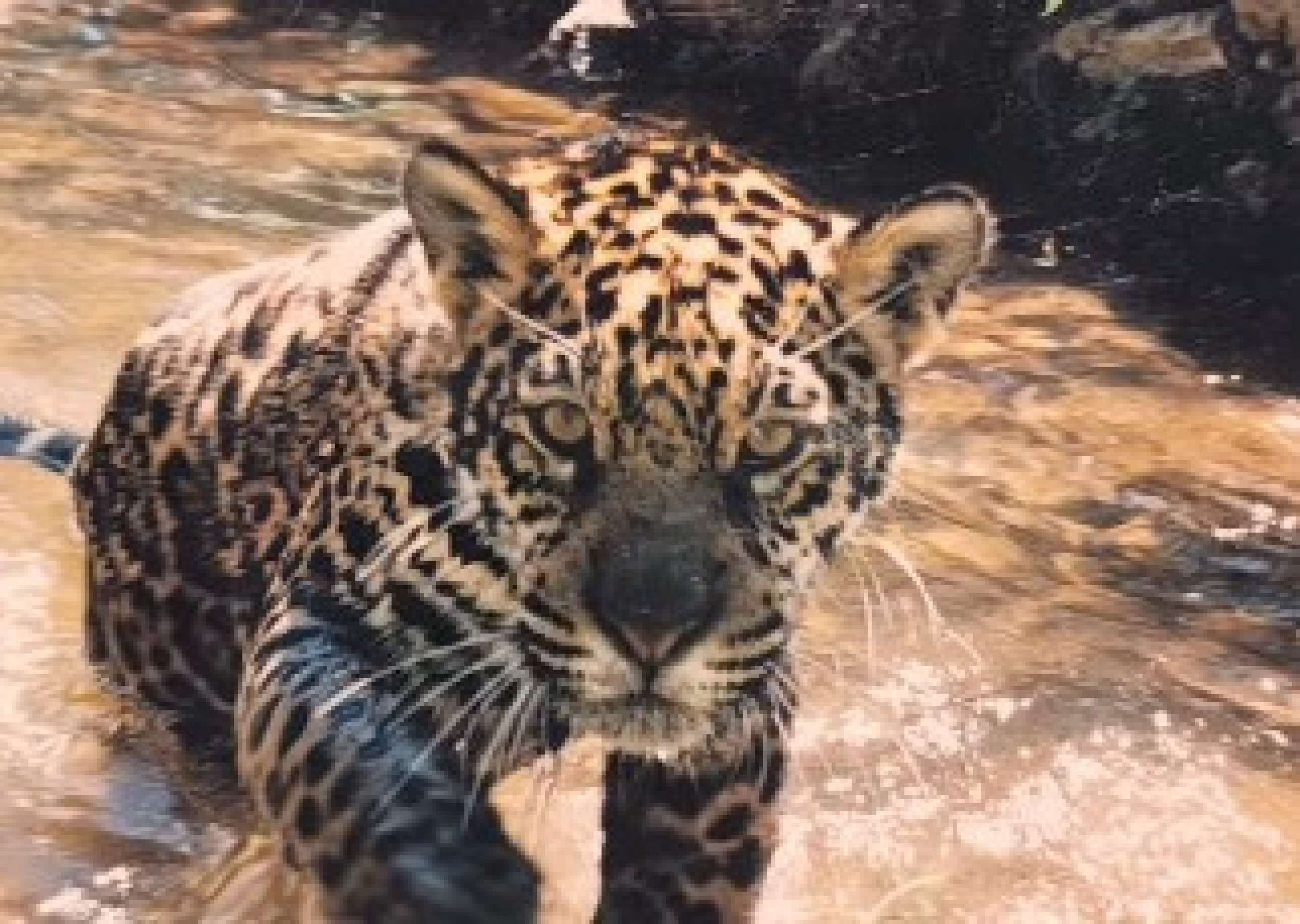 Morre Sansão, a onça-pintada mais velha do mundo criada em cativeiro Morre Sansão, a onça-pintada mais velha do mundo criada em cativeiro