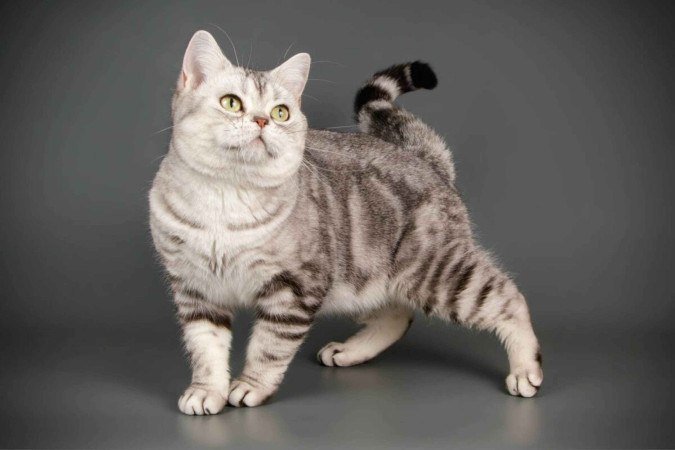 Algumas raças de gatos são ideais para quem vive em apartamentos ou valoriza a calma em casa (Imagem: Oleksandr VolchanskyiOleksandr Volchanskyi | Shutterstock) - (crédito: EdiCase) Algumas raças de gatos são ideais para quem vive em apartamentos ou valoriza a calma em casa (Imagem: Oleksandr VolchanskyiOleksandr Volchanskyi | Shutterstock) - (crédito: EdiCase)