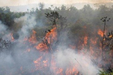 A espécie é nativa da América do Sul, encontrada na Amazônia. E sofre com as queimadas que atingem as matas.   -  (crédito: Divulgação Lucas Landau - Greenpeace )