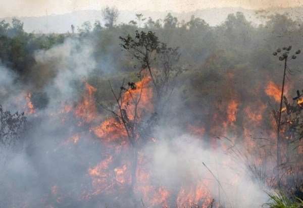 Divulgação Lucas Landau - Greenpeace