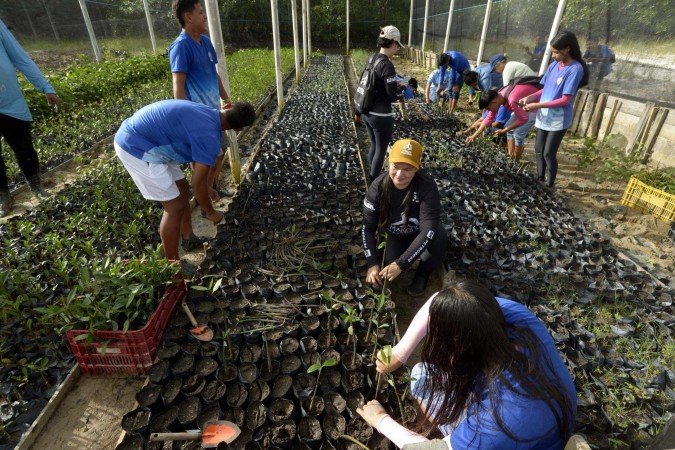 16/06/2025 Crédito: Marcelo Ferreira/CB/D.A Press. Brasil. Brasília - DF - Bragança ( Pará), Projeto Mangues da Amazônia. Viveiro de mudas de mangue. - (crédito: Marcelo Ferreira/CB/D.A Press) 16/06/2025 Crédito: Marcelo Ferreira/CB/D.A Press. Brasil. Brasília - DF - Bragança ( Pará), Projeto Mangues da Amazônia. Viveiro de mudas de mangue. - (crédito: Marcelo Ferreira/CB/D.A Press)