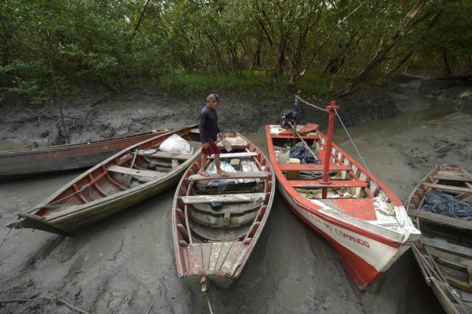 O projeto Mangues da Amazônia atua em quatro municípios: conscientização social e ambiental
 -  (crédito:  Marcelo Ferreira/CB/D.A Press)