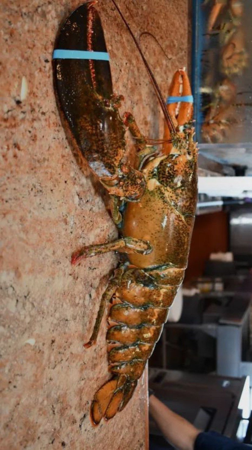 Apelidada de Lorenzo, lagosta de 110 anos de idade foi devolvida à natureza após passar anos em tanque de restaurante -  (crédito: Reprodução/Facebook/Peter's Clam Bar)