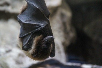 Morcego -  (crédito: Freepik)