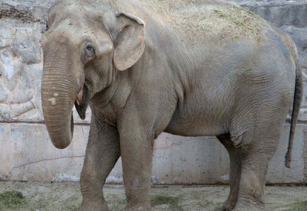 Santuário de Elefantes Brasil (SEB)