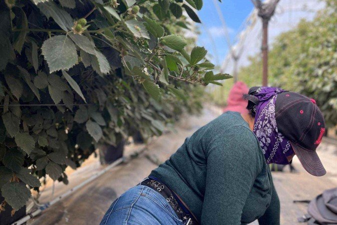 Oxnard fica no coração agrícola da Califórnia - (crédito: Leire Ventas / BBC News Mundo) Oxnard fica no coração agrícola da Califórnia - (crédito: Leire Ventas / BBC News Mundo)