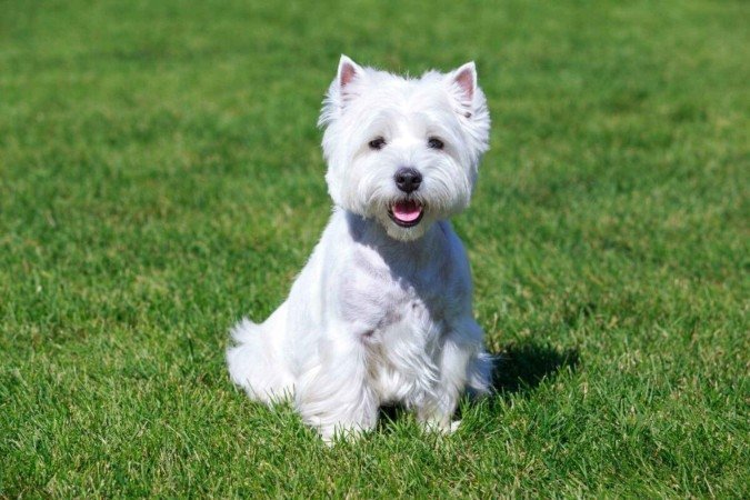 Os cachorros da raça west highland white terrier têm temperamento alegre, aparência encantadora e tamanho pequeno (Imagem: Olga Aniven | Shutterstock) - (crédito: EdiCase) Os cachorros da raça west highland white terrier têm temperamento alegre, aparência encantadora e tamanho pequeno (Imagem: Olga Aniven | Shutterstock) - (crédito: EdiCase)