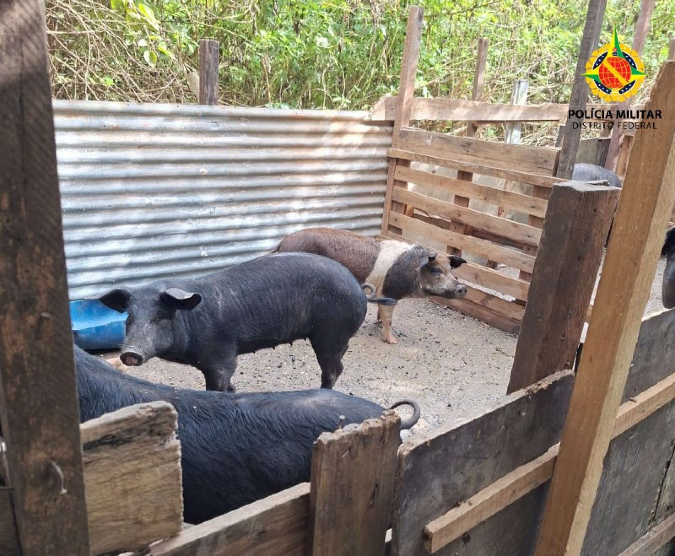 Criação clandestina de 57 porcos ameaça nascente na Estrutural