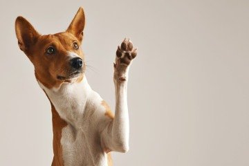 Todos os animais estão sujeitos a problemas nas patas, independentemente da raça. -  (crédito: Reprodução/Freepik)