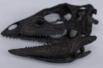 O <em>Enigmacursor</em> era um pequeno dinossauro que viveu ao lado de alguns dos maiores dinossauros conhecidos -  (crédito: BBC)