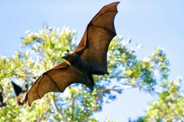O morcego infectado pelo vírus da raiva pode transmitir a doença para pessoas e animais pela mordida  -  (crédito: Freepik)