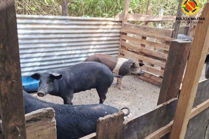 O chiqueiro funcionava sem licença ambiental e não cumpria com as normas de manejo sanitário e ambiental. - (crédito: Divulgação (PMDF)) O chiqueiro funcionava sem licença ambiental e não cumpria com as normas de manejo sanitário e ambiental. - (crédito: Divulgação (PMDF))