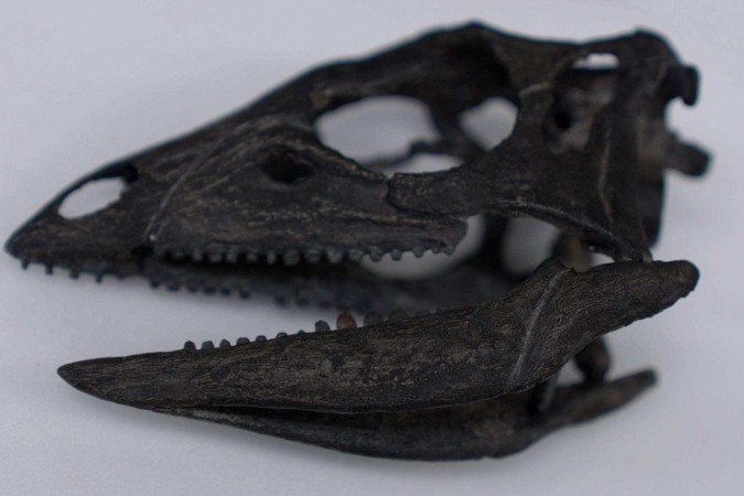 O <em>Enigmacursor</em> era um pequeno dinossauro que viveu ao lado de alguns dos maiores dinossauros conhecidos -  (crédito: BBC)