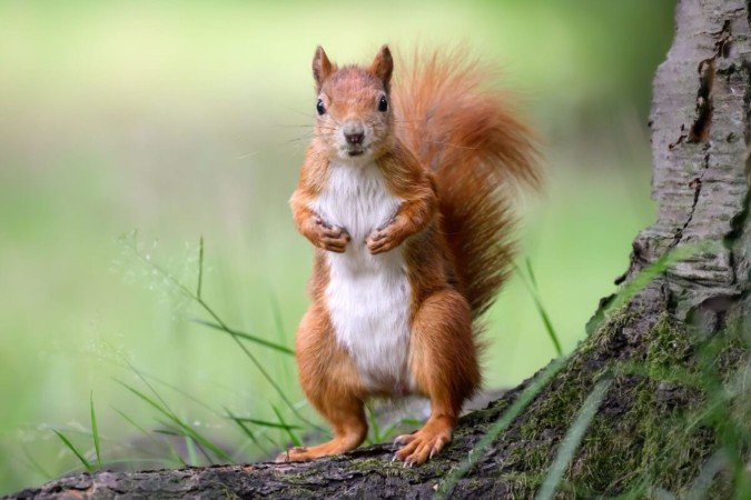 Além da fofura, os esquilos têm habilidades impressionantes (Imagem: eumates | Shutterstock) - (crédito: EdiCase) Além da fofura, os esquilos têm habilidades impressionantes (Imagem: eumates | Shutterstock) - (crédito: EdiCase)