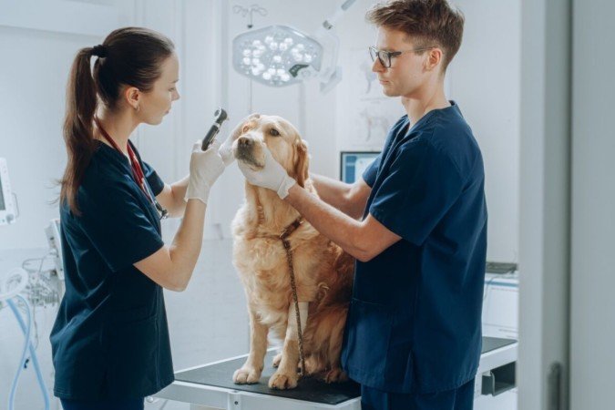 O cuidado com a saúde dos olhos é essencial para proteger a visão dos pets (Imagem: Gorodenkoff | Shutterstock) - (crédito: EdiCase) O cuidado com a saúde dos olhos é essencial para proteger a visão dos pets (Imagem: Gorodenkoff | Shutterstock) - (crédito: EdiCase)