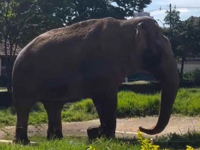 O elefante Sandro vive no Zoológico de Sorocaba há 43 anos, sendo o animal mais antigo do zoo -  (crédito: Reprodução/Instagram/@zoosorocaba)