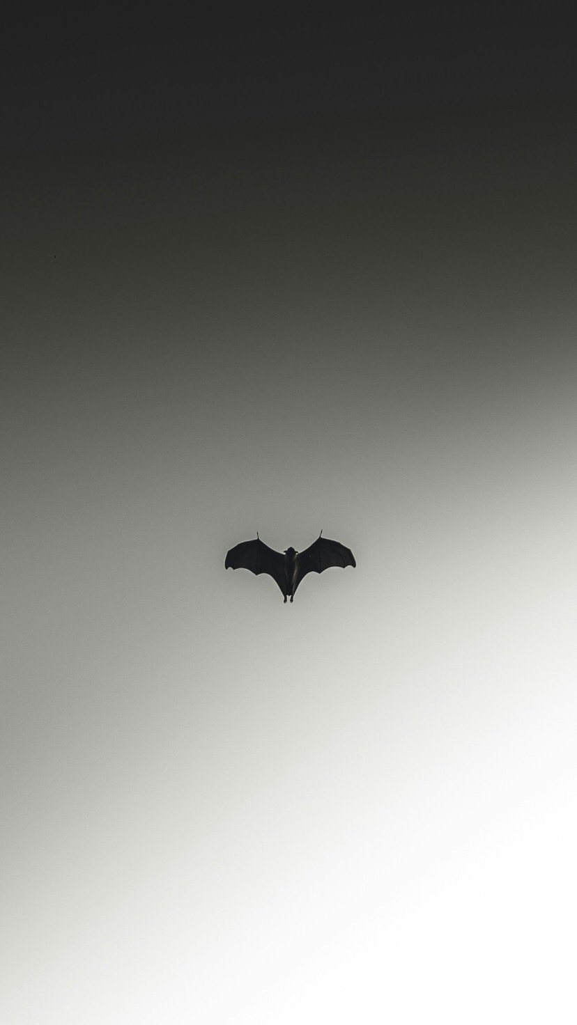Morcego -  (crédito: Unsplash)