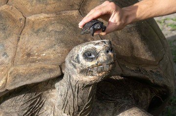 Tartaruga de 135 anos é pai pela primeira vez -  (crédito: Divulgação/Ron Magill/Zoo Miami)