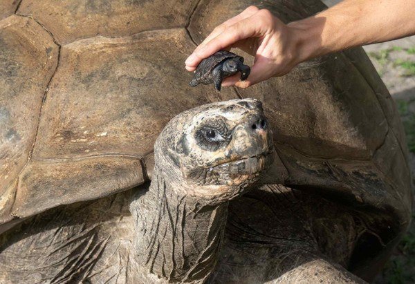 Divulgação/Ron Magill/Zoo Miami