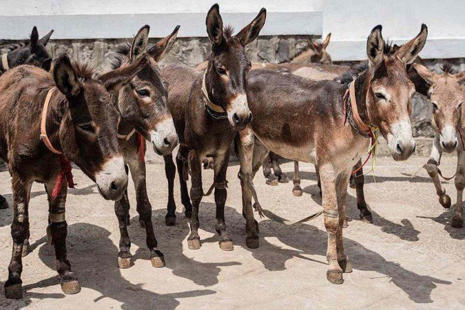 Estima-se que demanda da China pela pele do animal leve a 5,9 milhões de abates por ano - (crédito: BBC) Estima-se que demanda da China pela pele do animal leve a 5,9 milhões de abates por ano - (crédito: BBC)